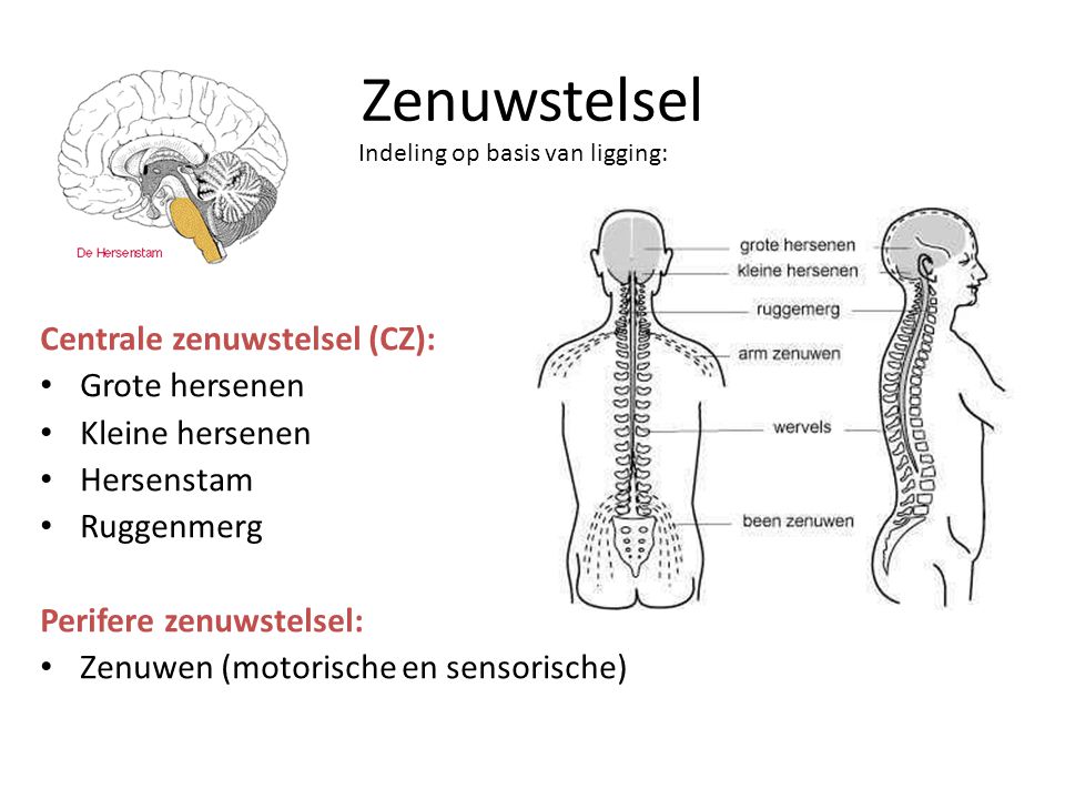 Zenuwstelsel Centrale zenuwstelsel (CZ): Grote hersenen