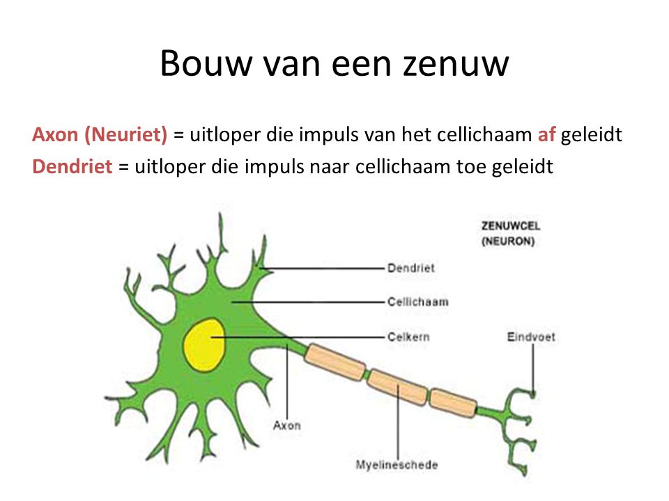 Bouw van een zenuw Axon (Neuriet) = uitloper die impuls van het cellichaam af geleidt.