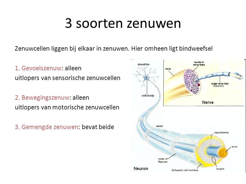 3 soorten zenuwen Zenuwcellen liggen bij elkaar in zenuwen. Hier omheen ligt bindweefsel. 1. Gevoelszenuw: alleen.