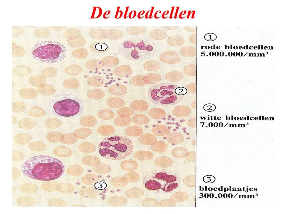 De bloedcellen
