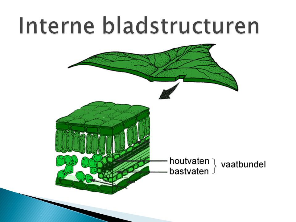Interne bladstructuren