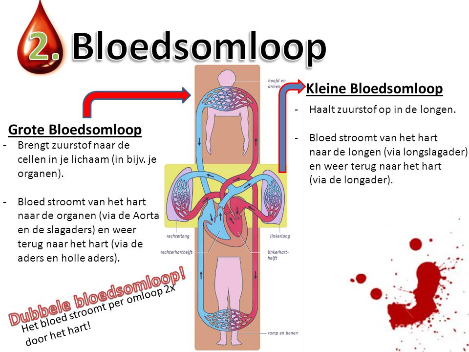 2. Bloedsomloop Dubbele bloedsomloop! Kleine Bloedsomloop
