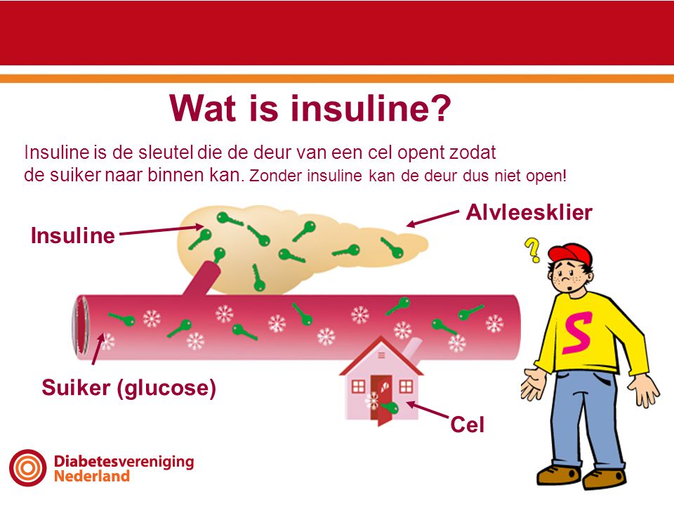Wat is insuline Alvleesklier Insuline Suiker (glucose) Cel