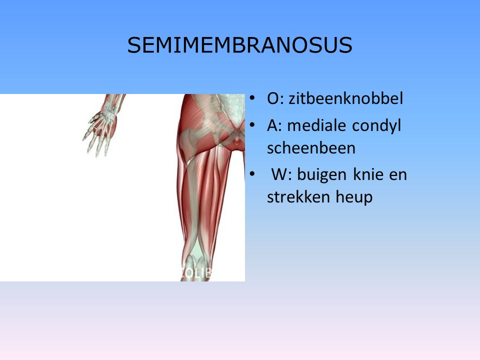 SEMIMEMBRANOSUS O: zitbeenknobbel A: mediale condyl scheenbeen