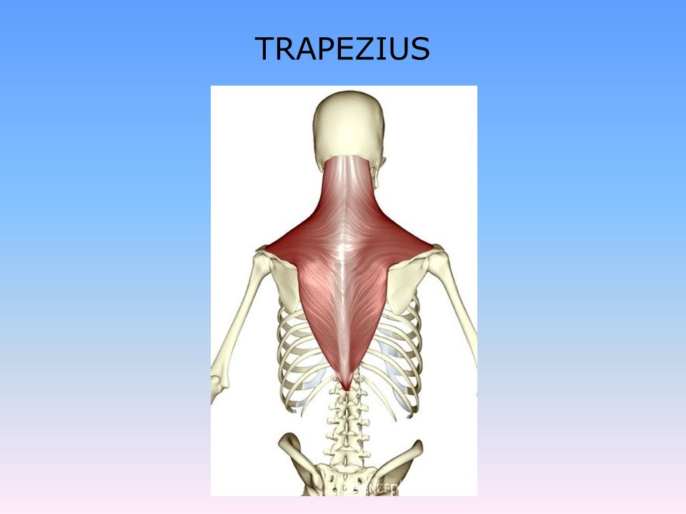 TRAPEZIUS