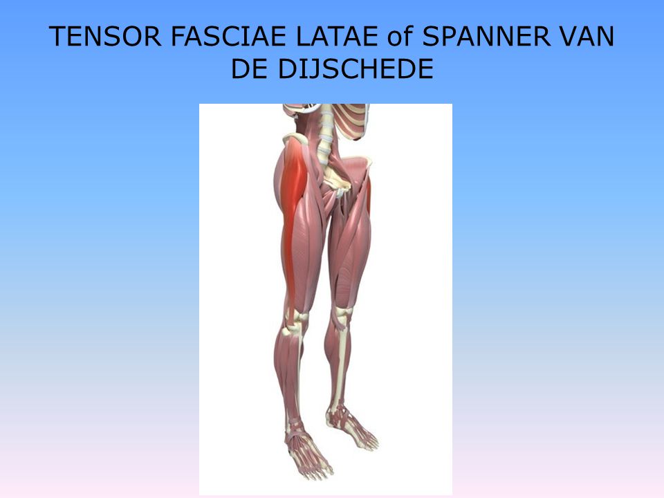 TENSOR FASCIAE LATAE of SPANNER VAN DE DIJSCHEDE