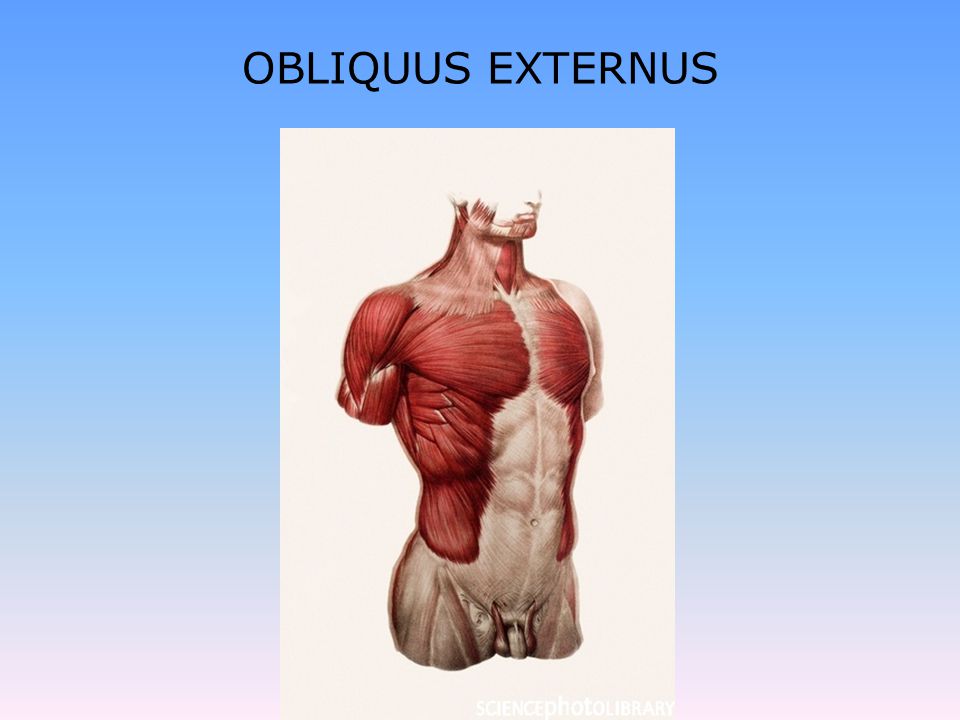 OBLIQUUS EXTERNUS