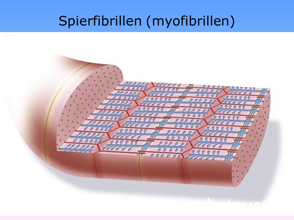 Spierfibrillen (myofibrillen)
