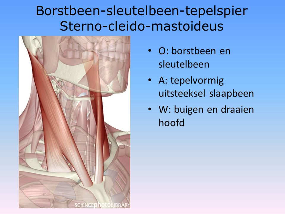 Borstbeen-sleutelbeen-tepelspier Sterno-cleido-mastoideus