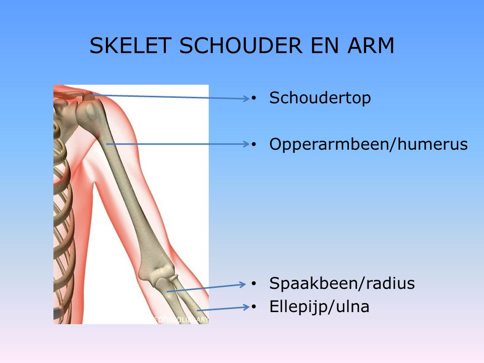 SKELET SCHOUDER EN ARM Schoudertop Opperarmbeen/humerus