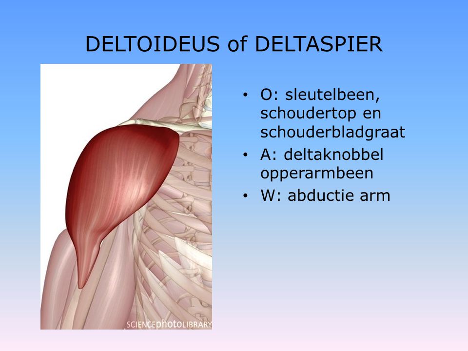 DELTOIDEUS of DELTASPIER