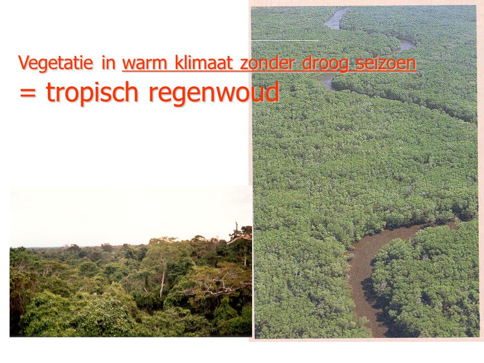 Vegetatie in warm klimaat zonder droog seizoen = tropisch regenwoud