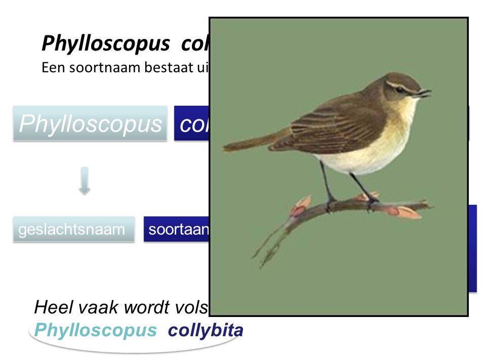 Phylloscopus collybita (Vieillot, 1817)