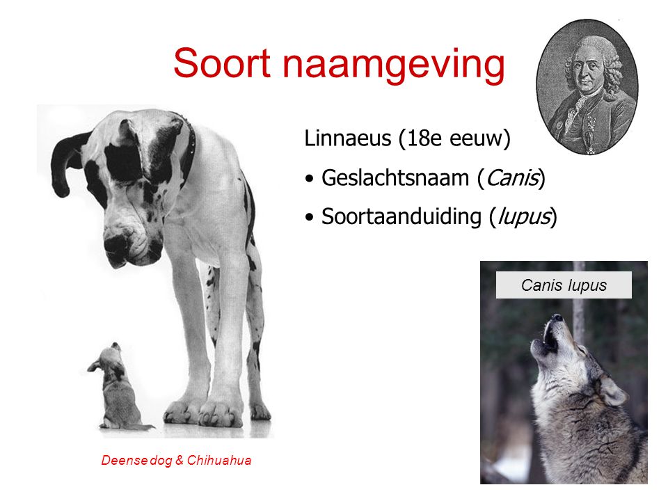 Soort naamgeving Linnaeus (18e eeuw) Geslachtsnaam (Canis)