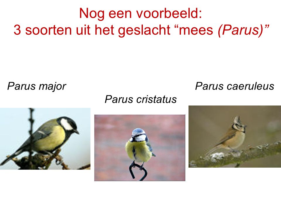 Nog een voorbeeld: 3 soorten uit het geslacht mees (Parus) Parus major Parus caeruleus Parus cristatus