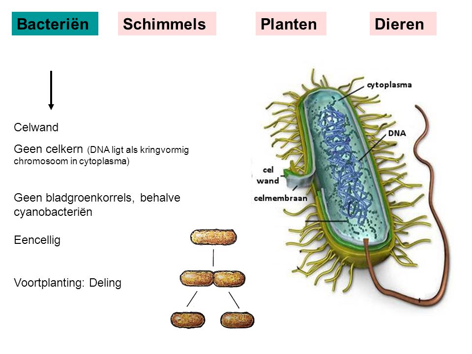 Bacteriën Schimmels Planten Dieren Celwand
