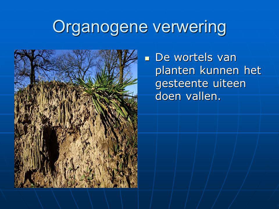 Organogene verwering De wortels van planten kunnen het gesteente uiteen doen vallen.