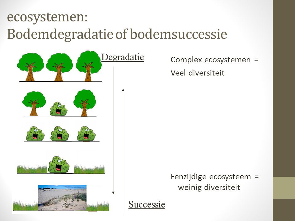 ecosystemen: Bodemdegradatie of bodemsuccessie