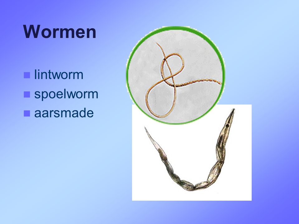 Wormen lintworm spoelworm aarsmade