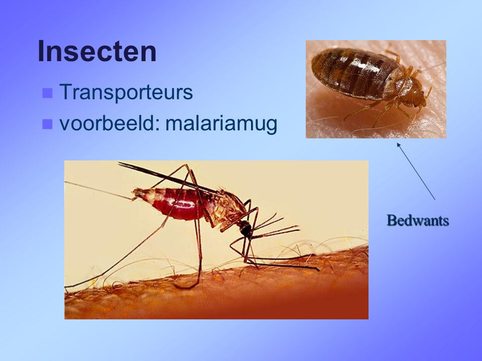 Insecten Transporteurs voorbeeld: malariamug Bedwants