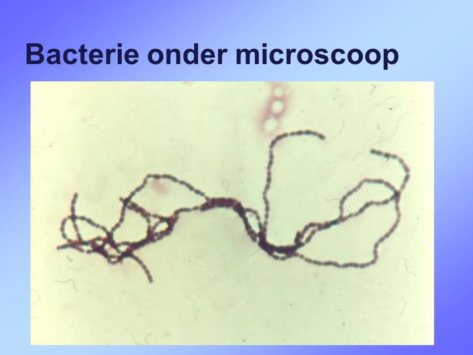 Bacterie onder microscoop