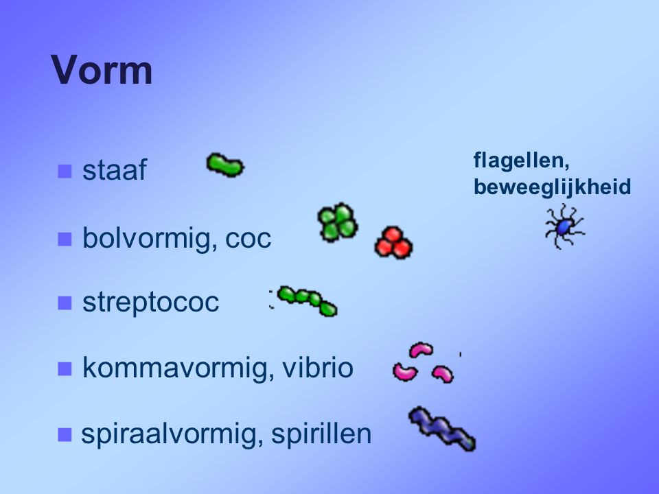 Vorm staaf bolvormig, coc streptococ kommavormig, vibrio
