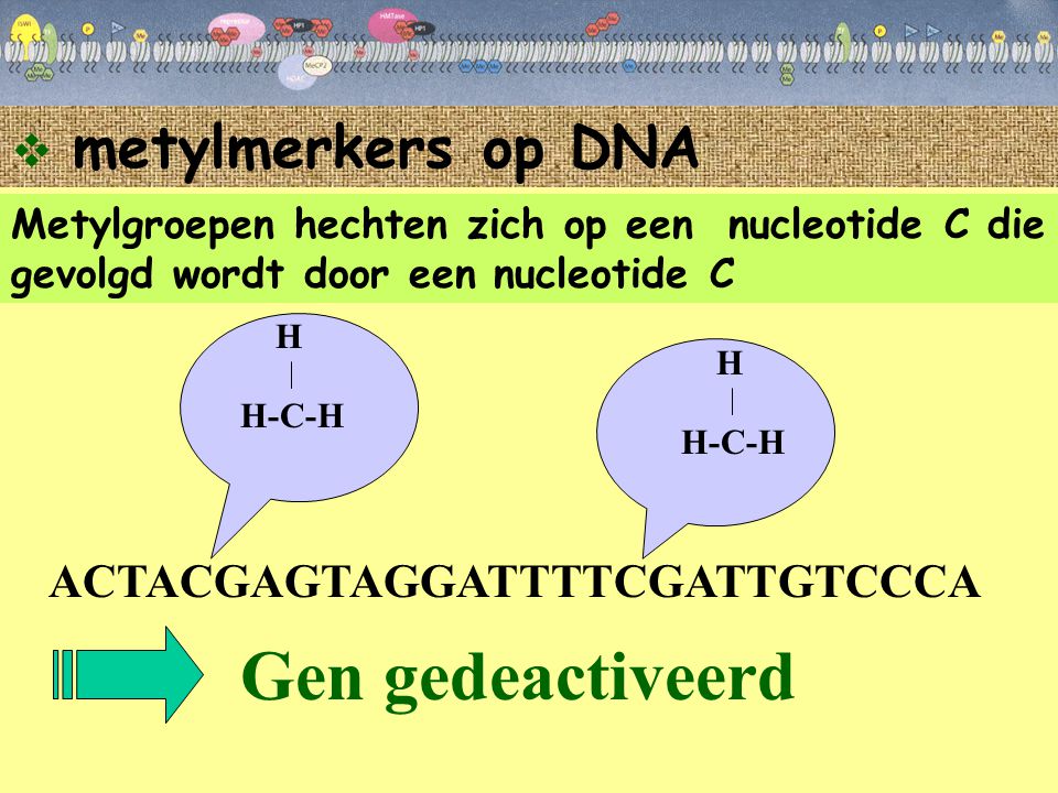 Gen gedeactiveerd metylmerkers op DNA ACTACGAGTAGGATTTTCGATTGTCCCA