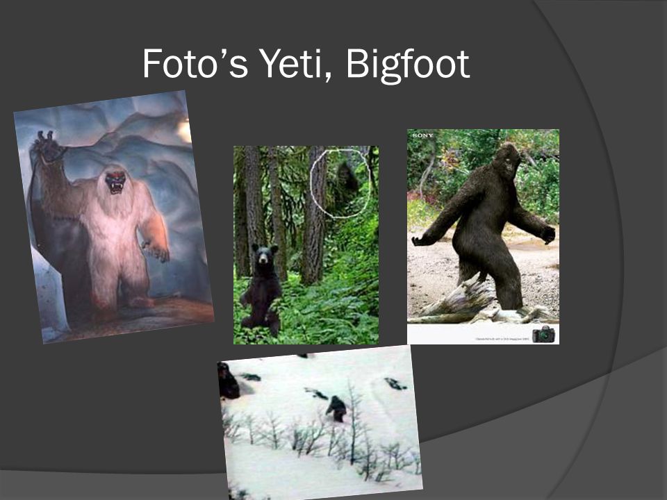 Foto’s Yeti, Bigfoot