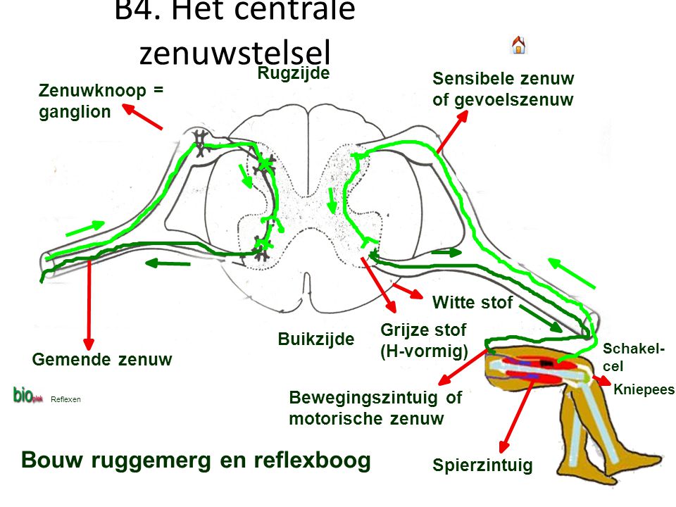 B4. Het centrale zenuwstelsel