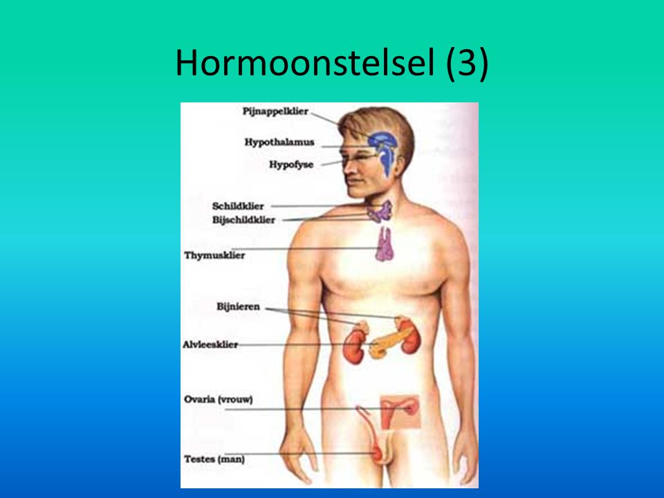 Hormoonstelsel (3)
