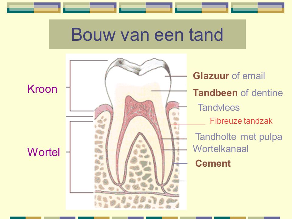 Bouw van een tand Kroon Wortel Glazuur of  Tandbeen of dentine