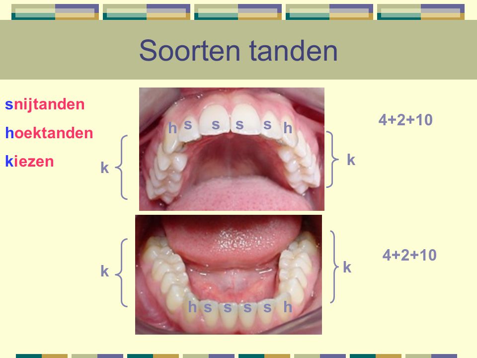 Soorten tanden snijtanden hoektanden kiezen s s s s h h k k