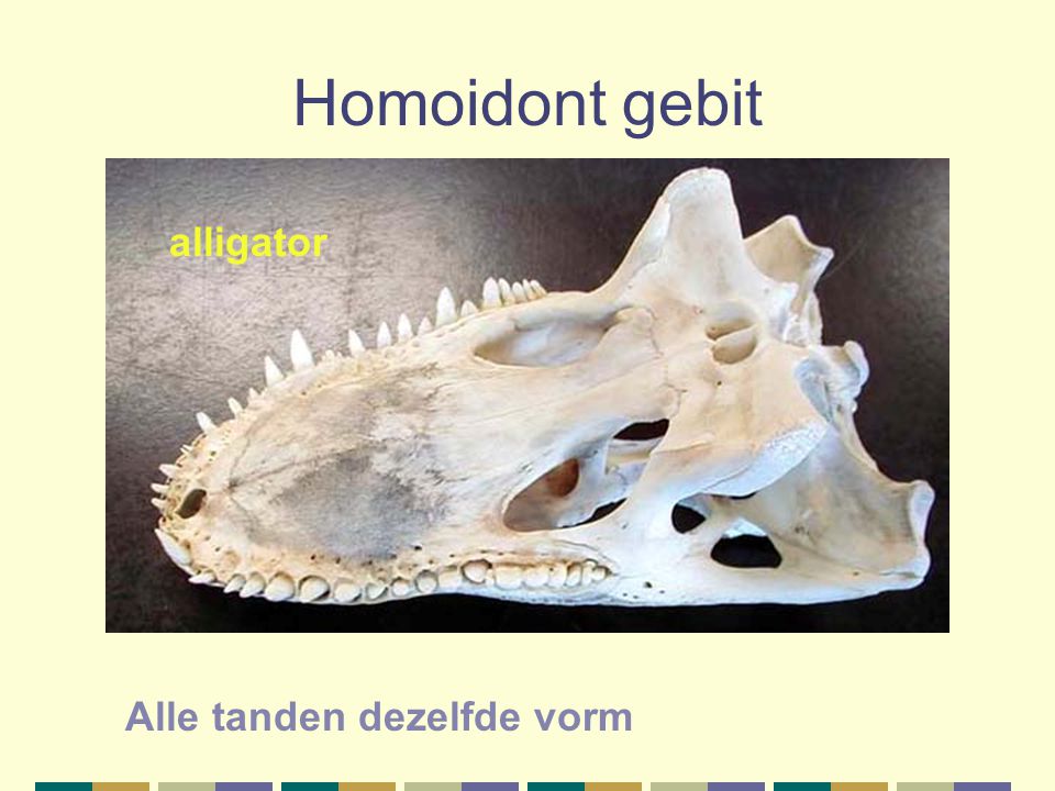 Homoidont gebit alligator Alle tanden dezelfde vorm