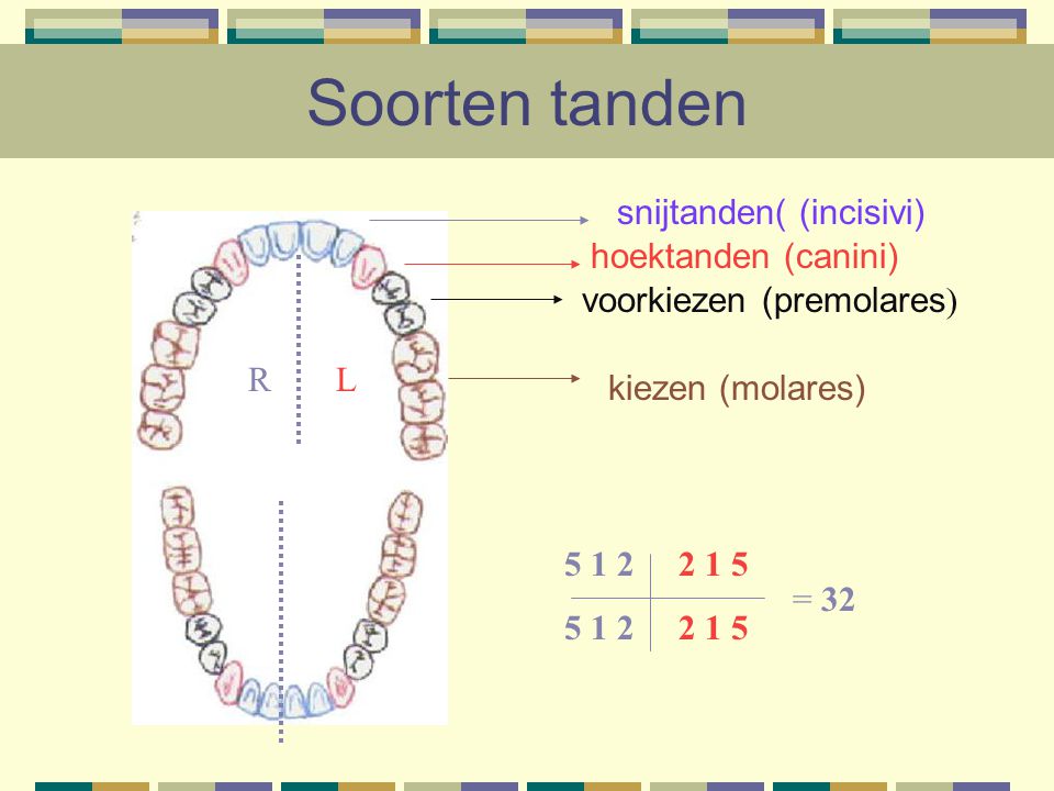 Soorten tanden snijtanden( (incisivi) hoektanden (canini)
