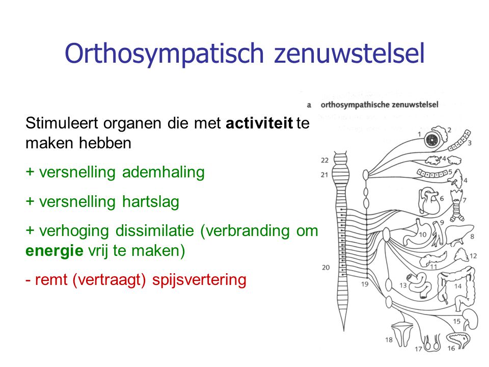 Orthosympatisch zenuwstelsel