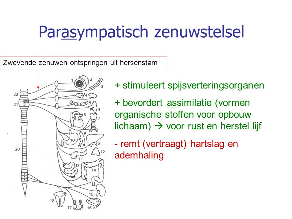 Parasympatisch zenuwstelsel