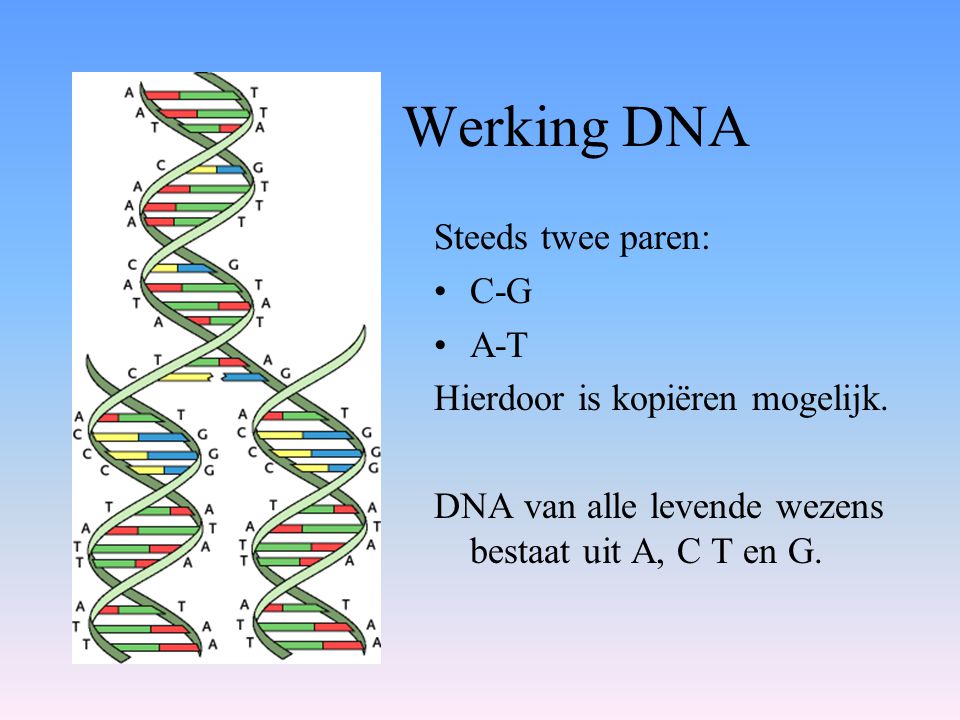 Werking DNA Steeds twee paren: C-G A-T Hierdoor is kopiëren mogelijk.
