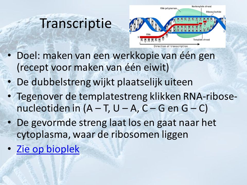 Transcriptie Doel: maken van een werkkopie van één gen (recept voor maken van één eiwit) De dubbelstreng wijkt plaatselijk uiteen.