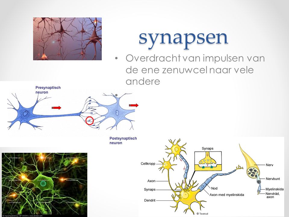 synapsen Overdracht van impulsen van de ene zenuwcel naar vele andere