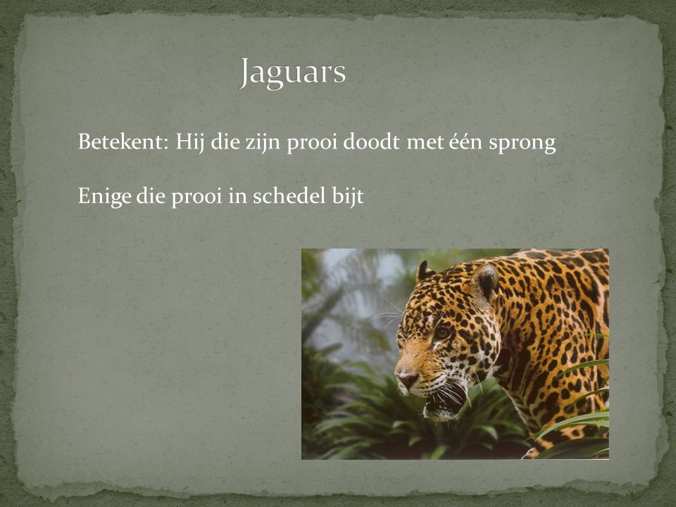 Jaguars Betekent: Hij die zijn prooi doodt met één sprong