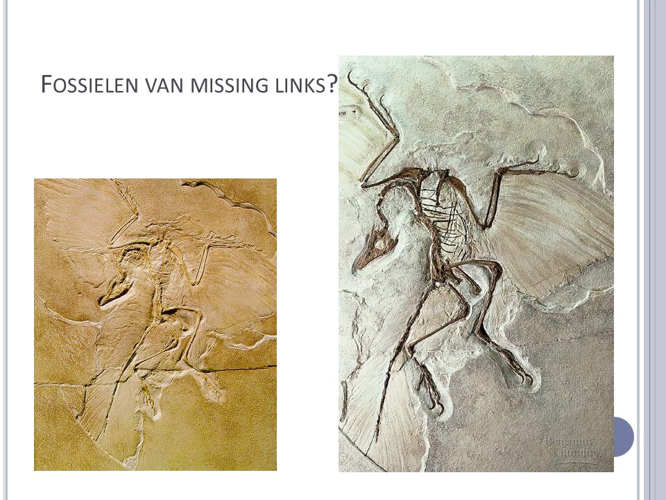 Fossielen van missing links !
