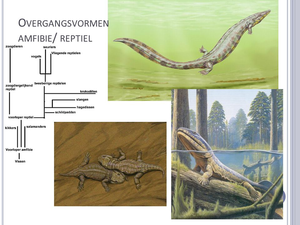 Overgangsvormen amfibie/ reptiel