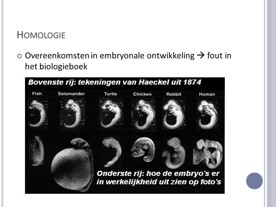 Homologie Overeenkomsten in embryonale ontwikkeling  fout in het biologieboek