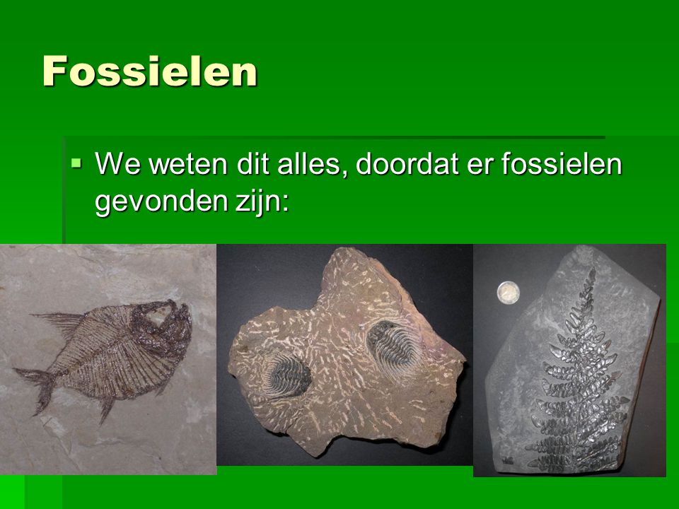 Fossielen We weten dit alles, doordat er fossielen gevonden zijn: