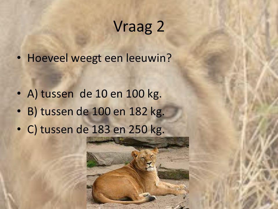 Vraag 2 Hoeveel weegt een leeuwin A) tussen de 10 en 100 kg.
