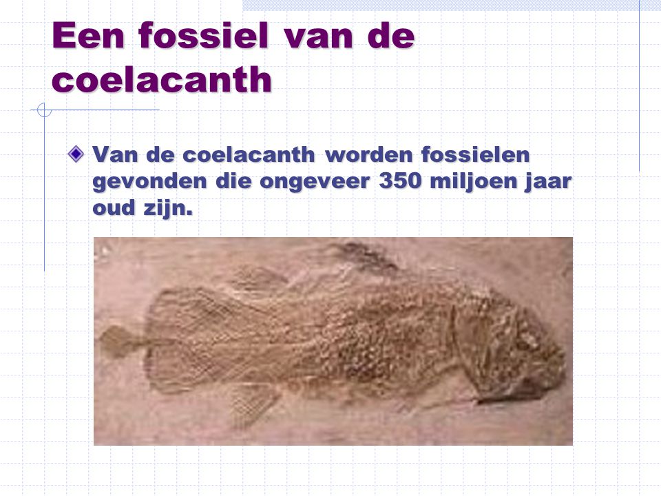 Een fossiel van de coelacanth