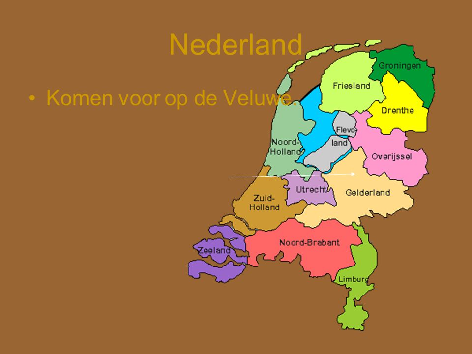 Nederland Komen voor op de Veluwe.