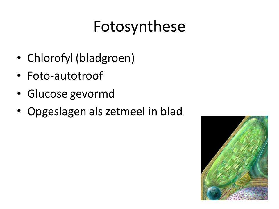 Fotosynthese Chlorofyl (bladgroen) Foto-autotroof Glucose gevormd