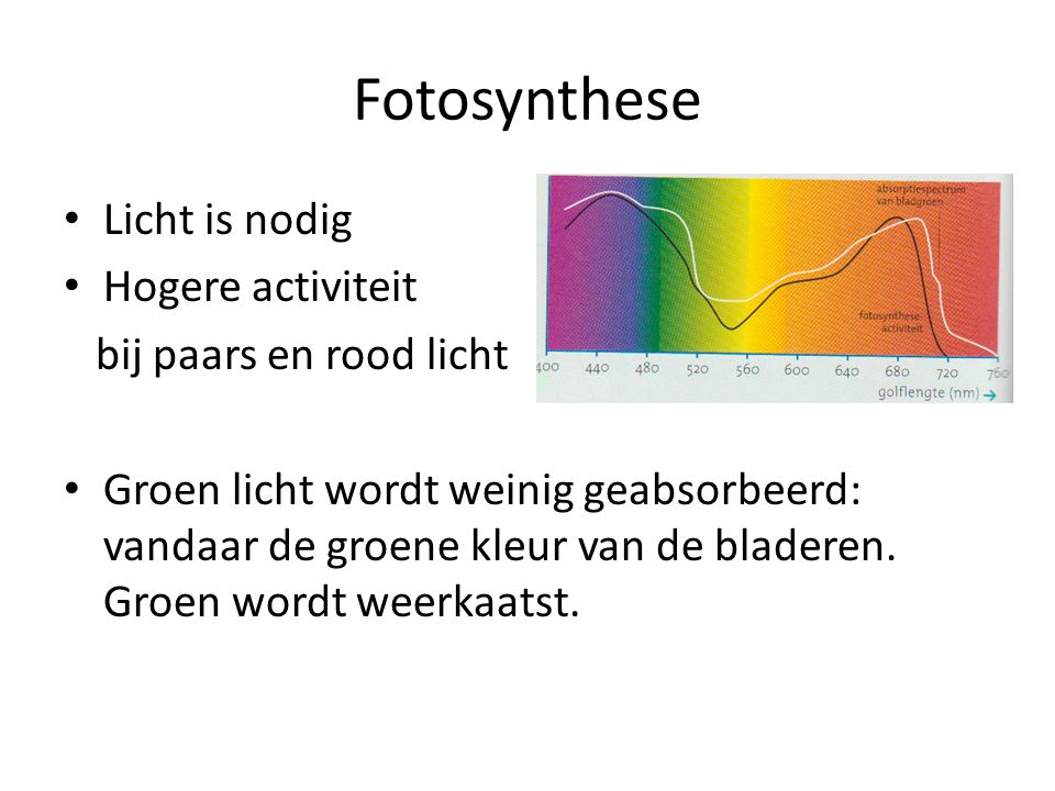 Fotosynthese Licht is nodig Hogere activiteit bij paars en rood licht