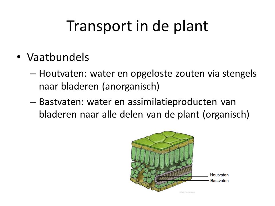 Transport in de plant Vaatbundels